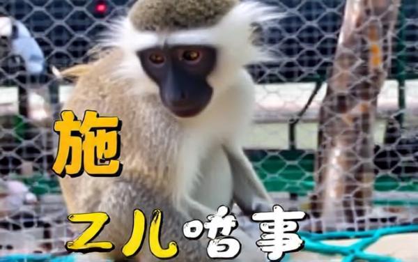 暗茶试玩