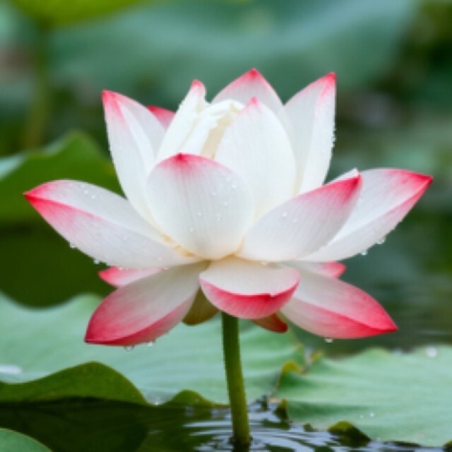 花朵会消消