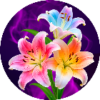 指尖消花