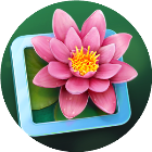 梦想花朵消除