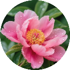 花儿一朵消